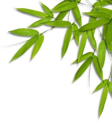 Ilustrasi daun hijau, lukisan cat air shading, bahan cat air daun naungan, tekstur, cat air daun, daun png. Daun Bambu Png Transparent Images - Free PNG Images Vector ...