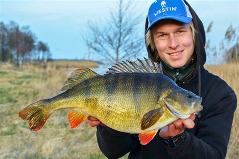 perch-fishing-in-sweden-1.0 - Fishing-in-Sweden.com
