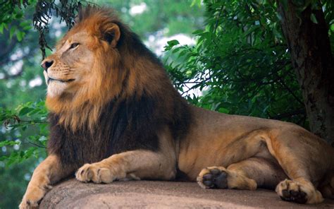 Wallpaper Hd Lion Animales Salvajes Fotos De Leones Animales Images Images