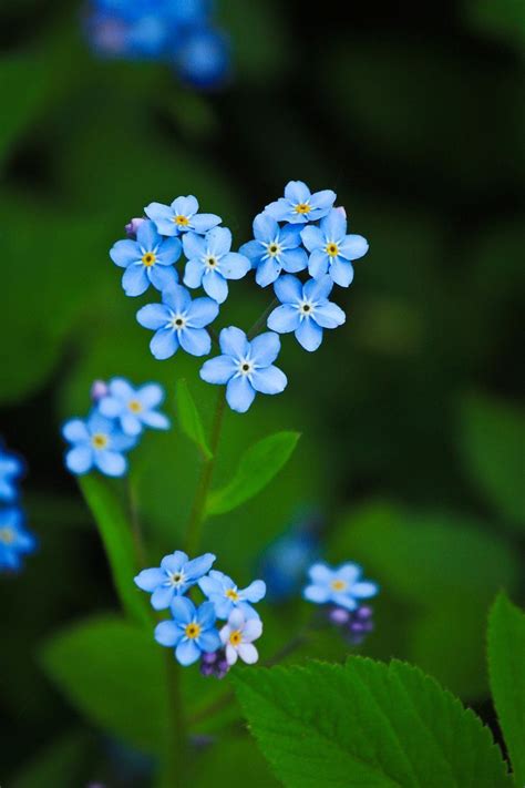 Aug 04, 2020 · the muscari or grape hyacinth is an easy to grow plant that features blue flowers. natural blue flowers for weddings 50+ wedding flowers ...