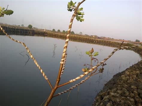 Seperti embun di hujung rumput 不永恒的爱. cara menangkap burung kaca mata,prenjak,kolibri,cabe ...