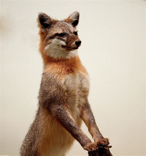 34 802 tykkäystä · 301 puhuu tästä. The Quick Brown Fox Might Have Rabies | KJZZ