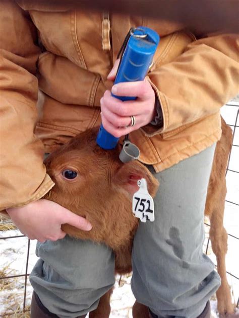 Maybe you would like to learn more about one of these? Dehorning dairy calves- The how and why of horns.