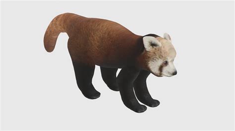 3d Model Low Poly Red Panda Rigged With Realistic Texture Turbosquid