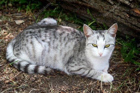 Lying Gray Striped Cat — Stock Photo © Kokhanchikov 2935313