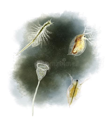 Common Pond Organisms Stock Illustration Illustration Of Shrimp 48839266