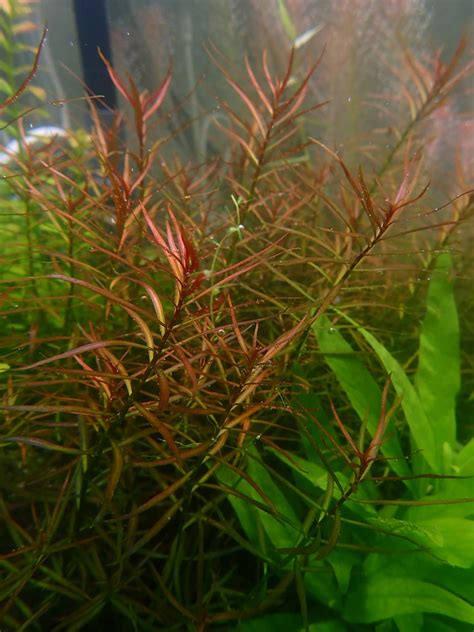 Ludwigia Arcuata Needle Leaf For Sale Aqua Plants Manila Philippines