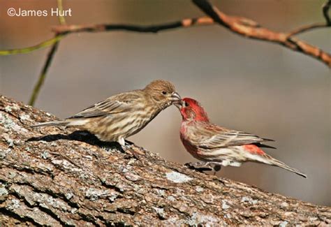 Tennessee Watchable Wildlife House Finch Habitat Tennessee