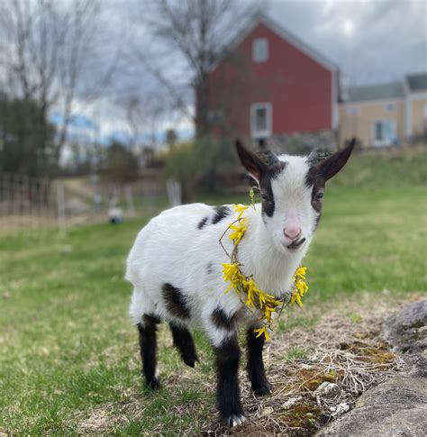 Spring Cheer Baby Goat Gram Personalized Video Message Ten Apple Farm