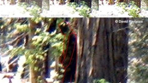 Bigfoot Sighting Reported In California Kmph