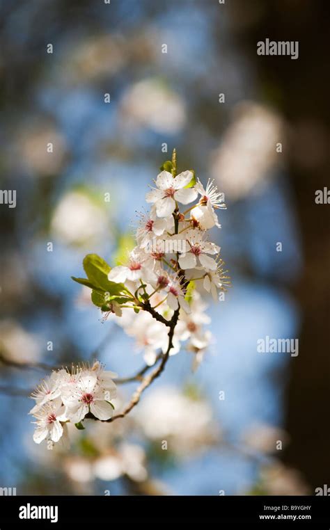 Prunus Maackii Manchurian Amur Cherry Tree Blossom Stock Photo Alamy