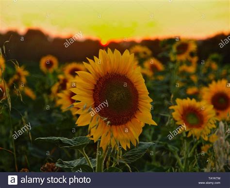 Sunset Over A Sunflower Field With Blooming Sunflowers Stock Photo Alamy