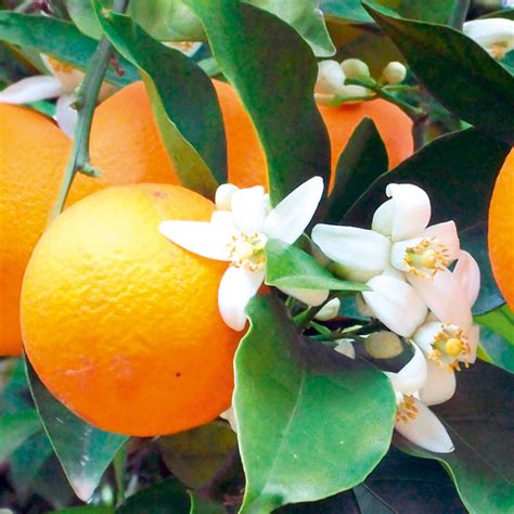 Maybe you would like to learn more about one of these? Citrus Tree - Orange - Dobies
