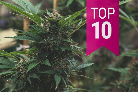 Top 10 Most Popular Feminized Cannabis Strains 2020