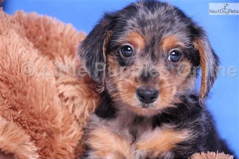 Teacup yorkie puppies with a 10 year guarantee! Essie - Female Dorkie in 2020 | Dachshund puppies for sale, Dachshund puppies, Mini puppies