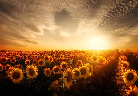 Sunflowers Sunset Garden Wallpapers Hd Desktop And Mobile Backgrounds