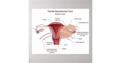 Female Reproductive System Labelled Diagram Poster Zazzle