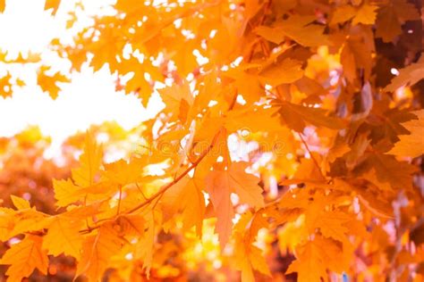 Autumn Yellow Maple Leaves Sunlight Shining Through Tree Branches