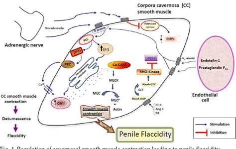 Figure From Mechanisms In Erectile Function And Dysfunction An Overview Semantic Scholar
