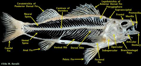 Fish Skeleton Labeled
