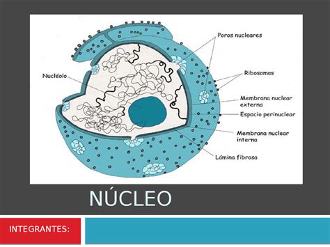 Nucleo Exposicion Sobre Que Es Un Nucleo Docsity