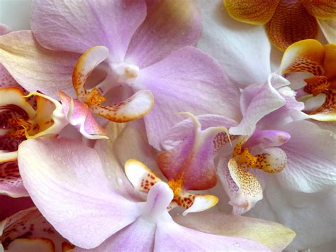 2560x1440 Wallpaper Purple And White Moth Orchids Peakpx