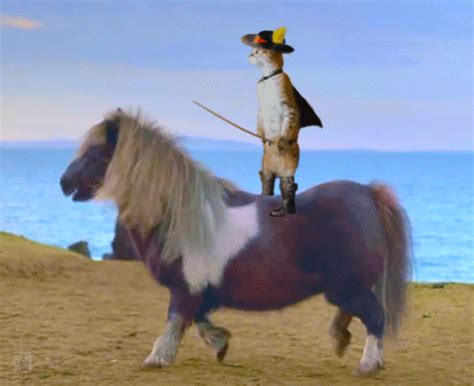 Cat Riding A Pony S Get The Best  On Giphy