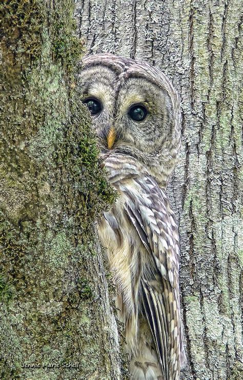 Barred Owl Peek A Boo By Jennie Marie Schell Barred Owl Owl Cute