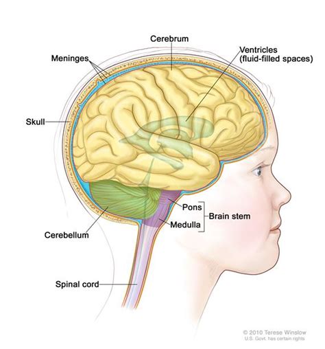 Childhood Brain Stem Glioma Treatment National Cancer