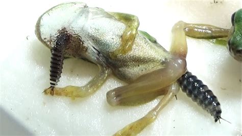 【閲覧注意】カエルの体液を吸い尽くす寄生虫が怖すぎる youtube