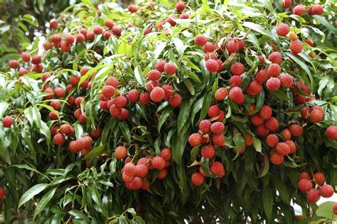 Do Lychees Need To Be Thinned A Guide To Thinning Lychee Trees