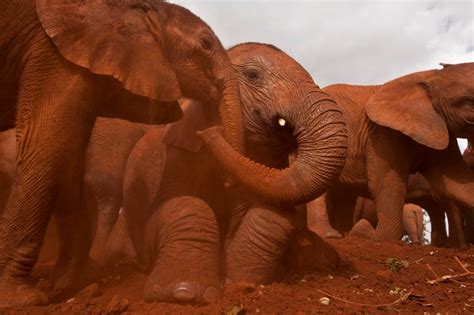 100000 Elephants Killed Across Africa Over 2 Years Study Estimates