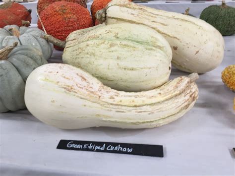 Is zucchini also called green squash. Green Striped Cushaw -- squash | Cushaw squash, Vegetables ...