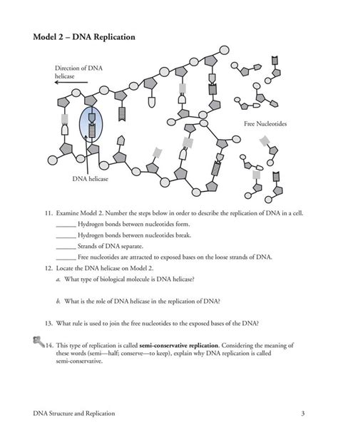 Be able to identify and explain dna structure. Dna Structure And Replication Worksheet Answer Key in 2020 ...