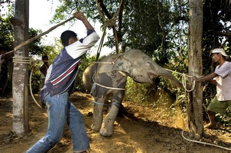 Save The Asian Elephants A New Law Beckons By Duncan Mcnair Khs