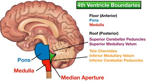 Fourth Ventricle Brain Anatomy Hot Sex Picture