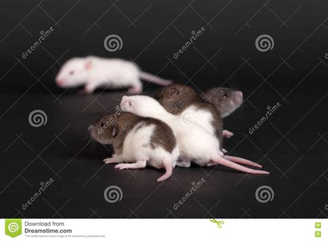 Small Infant Rats Stock Photo Image Of Animals Mammals 81143324