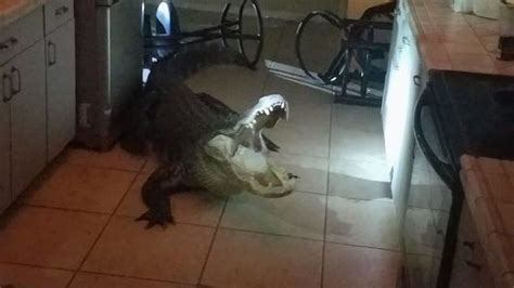 11 Foot Alligator Breaks Window Crawls Into Clearwater Florida Home