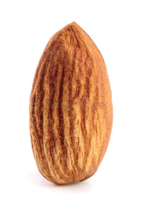 One Almond Isolated On White Background Macro Stock Photo Image Of