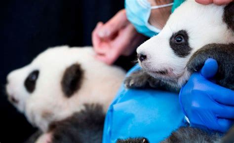 Zoológico De Berlín Presenta A Dos Bebés Pandas Gemelos La Prensa Panamá