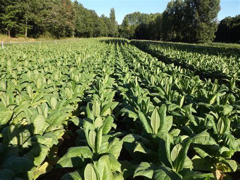 Tobacco The Ex Cash Crop Of Dordogne Things To Do And See From