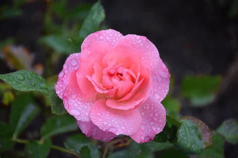 Free Images Nature Flower Petal Raindrop Romantic Pink Flora