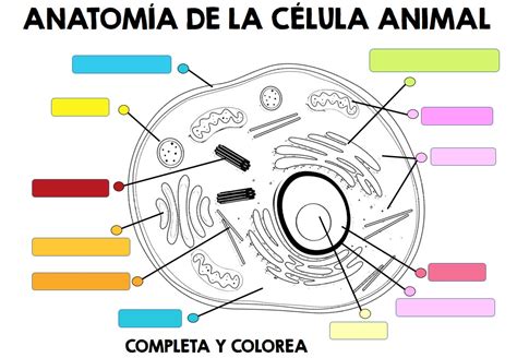 La Célula Animal Colorear Y Completar Primaria Editable 3