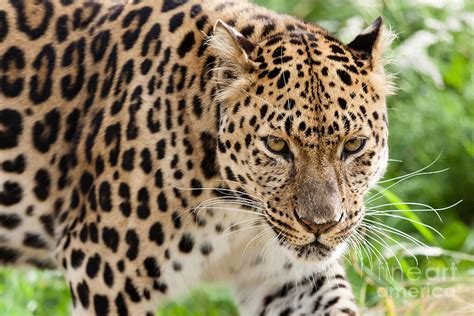 Stalking Amur Leopard Photograph By Sarah Cheriton Jones Fine Art America