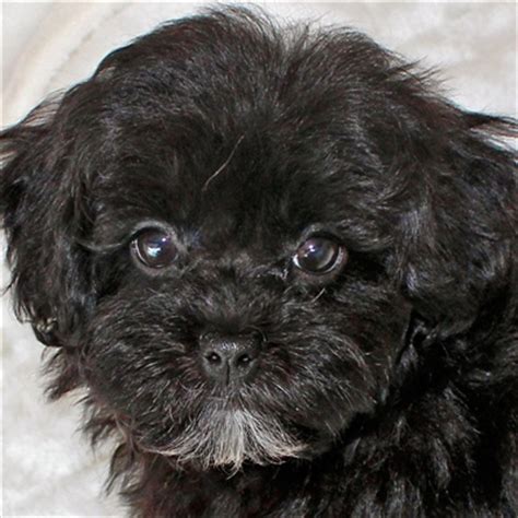 Gorgeous shihpoo puppies for sale *vaccinated and ready*. Shih-Poo Puppy for Sale in Boca Raton, South Florida.