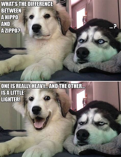10 Punny Dog Jokes That This Husky Is Sick Of Hearing
