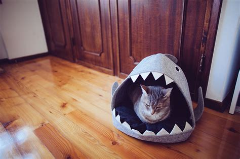 Help My Cats Being Eaten Shark Cat Beds So Cute I Had To Grab One