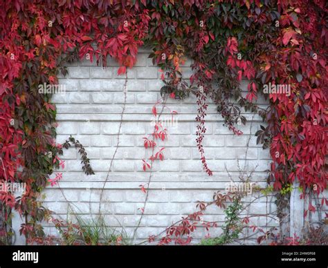 Brick Wall With Several Climb Plants On It In Autumn Stock Photo Alamy