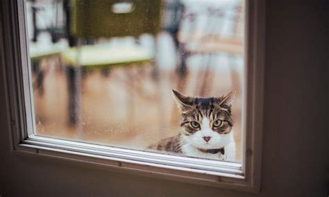 Readers Reply Should I Let My Cat Outside — Guardian Us Cats