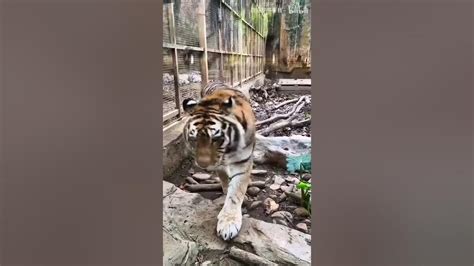 The Animals In Zoo Of Nanning Youtube